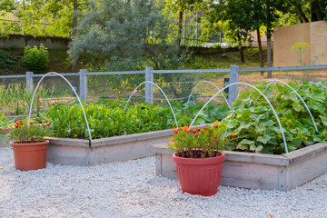 Vegetable garden with assortment vegetable plants in wooden raised bed boxes and flowers in...