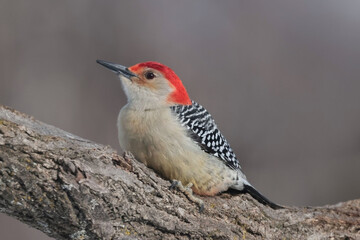 Two Male Red Bellied woodpeckers fighting for dominance on bird feeder
