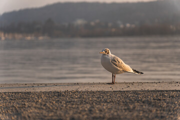 Taube am Vierwaldstättersee in herrlicher Kulisse