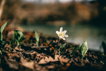 Weisse Blume blüht im Frühling