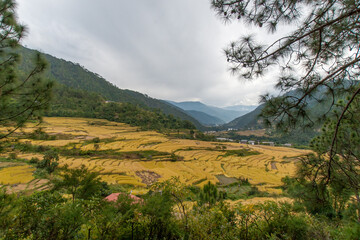 Les rizières de la vallée de Punakha au Bhoutan.