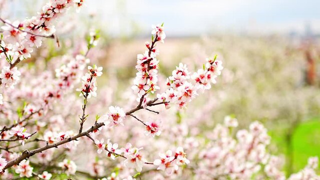 Blossoming apple tree branches on bright sunny day in spring park Petrin in Prague in early morning sunrise