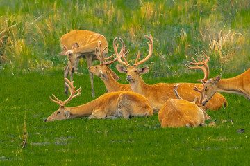 A herd of Chital Deer