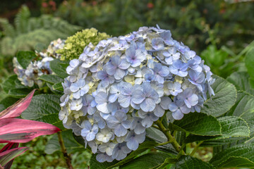 Hydrangea flower growing in mountain another angel