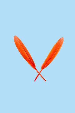 Crossed orange feathers on light blue background.
