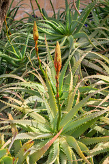 Obraz premium Large cactus type succulent presumed to be of the Aloe Vera family growing in a church grounds on the Mount of Olives Israel