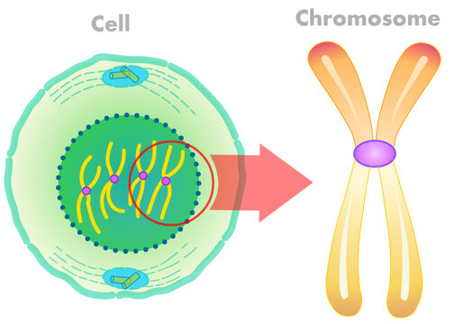 Cell and chromosome structure. Chromosomes are found inside the nucleus. Parts anatomy, diagram, Telomere, chromatid, centromere. Big to small. Microscopic zoom. Green yellow illustration vector
