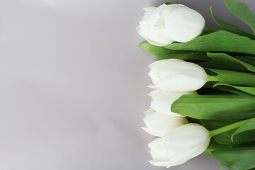 flowers tulips white with green cast isolated on gray background