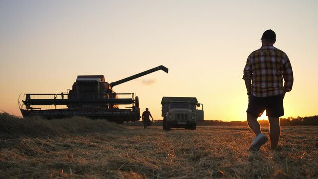 Farmer man goes to combine harvester which collects grain to truck on field at sunset in autumn, back view. Agronomist controls agriculture business. Eco healthy food production, agribusiness concept.