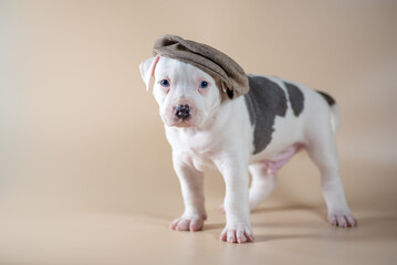 white spotted blue-eyed Staffordshire Terrier puppy in hat on a light beige studio background