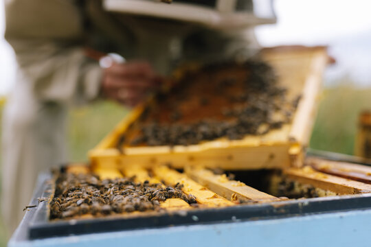 Beehive harvest honeycomb bee 