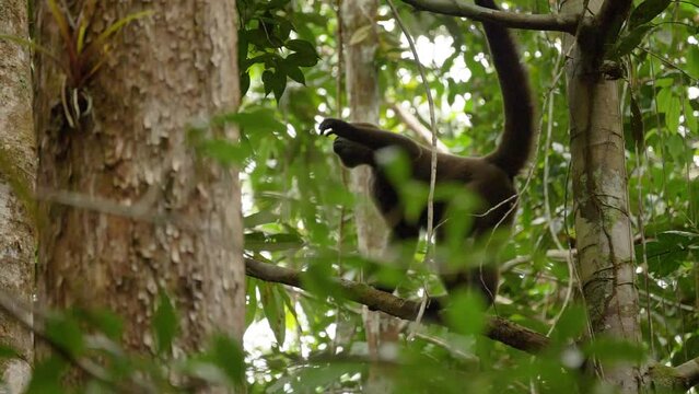 2022 - A woolly monkey climbs in the trees in Colombia.
