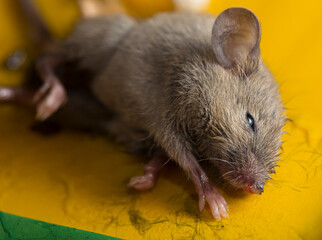 Adhesive mouse trap. The destruction of rodents. Death from sticking.