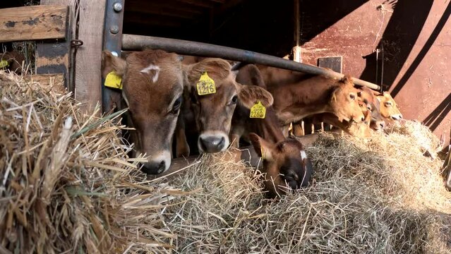 Static view of Jersey cattle is a British breed of small dairy cows and one of three Channel Island cow breeds the milk is high in butterfat and has a characteristic yellowish tinge 4k resolution