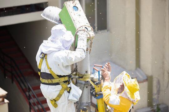 removal of honeycomb in urban area - Powered by Adobe