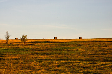 Fototapeta na wymiar Golden hay bales. Agricultural parcels of different crops and hay roll