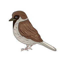 Sparrow brown in cartoon style. A feathered animal that lives in the forest. Nest. Vector stock illustration. isolated. White background. - obrazy, fototapety, plakaty
