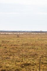Flock of sheep and lambs in the field