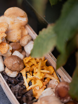 A selection of wild mushrooms 