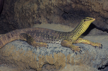 Fototapeta premium Sand goanna