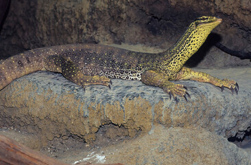 Fototapeta premium Sand goanna