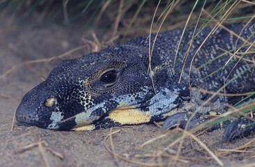 Lace monitor