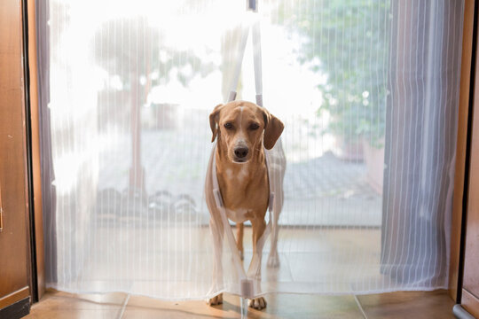 funny Dog comes out by the mosquito net curtain