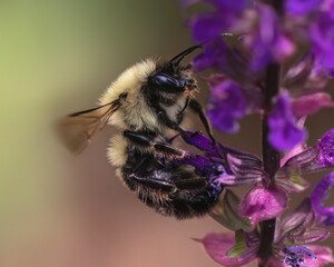 Fluffy furry bumble bee (Bombus bimaculatus) flying and feeding on a purple salvia flower.  Long Island, New York.