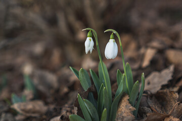 Schneeglöckchen spriessen im Frühling
