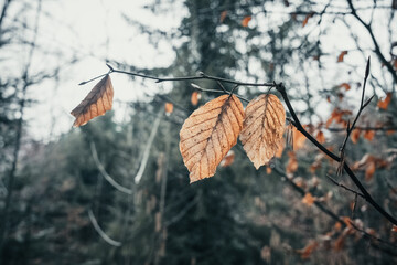 Braunes Blatt im Wald