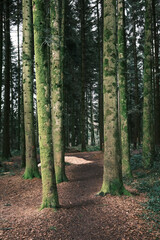 Unterwegs im Wald mit Sonne zwischen den ästen