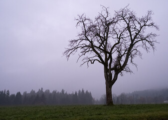 Einsamer Baum in mystischer Stimmung gegen Abend