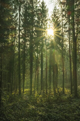 Fototapeta na wymiar Unterwegs im Wald mit Sonne zwischen den ästen