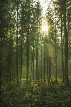 Unterwegs im Wald mit Sonne zwischen den ästen © Marc