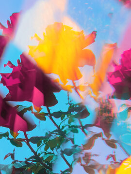 An illuminated rosebud in the daylight.