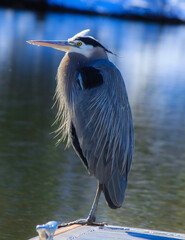 great blue heron