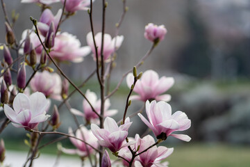 Blooming magnolia bush with pink flowers on branches in spring. Blossom, floral background. Tender pink flowers in springtime. 