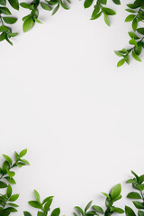 Natural green branches with leaves on empty light grey background with copy space. Trendy layout...