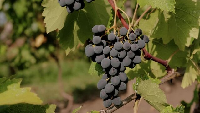 Video of red grapes ready for making wine.