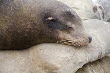 Obraz premium island sea lion