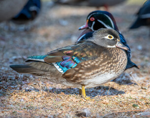 Female Wood Duck in a Colorado Park