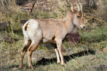 Bighorn sheep in the woods