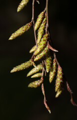 Close-up of the branch of a deciduous tree in Germany, the buds of which are beginning to blossom in spring, against a dark background in nature