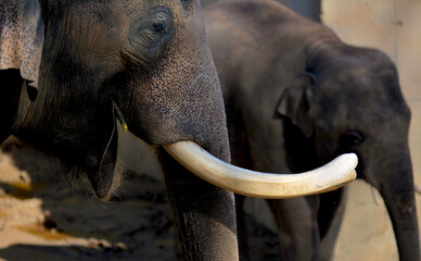 A macro photo of the elephant's face with large tusks.
