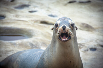 state sea lion
