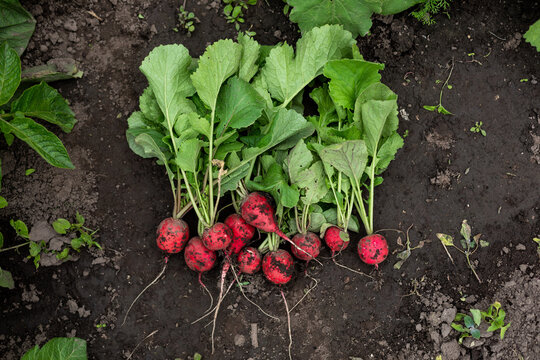 Bunch of fresh radish with leafs on farm