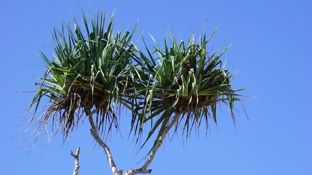 Fragrant Screwpine flower (Pandanus fascicularis, Pandanus odorifer, Pandanus tectorius) with nature background.