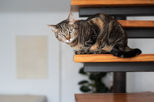 Camera aware cat portrait at home