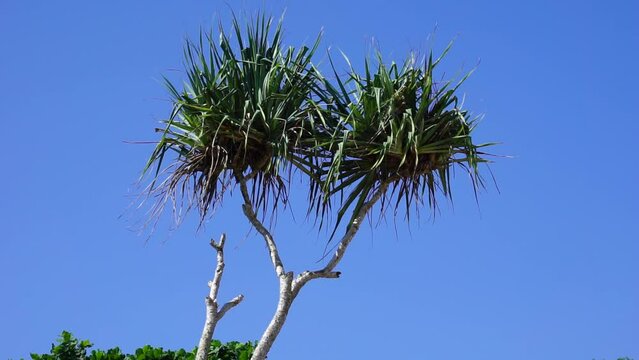 Fragrant Screwpine flower (Pandanus fascicularis, Pandanus odorifer, Pandanus tectorius) with nature background.