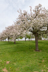 Apple blossom in an old fashioned cider orchard
